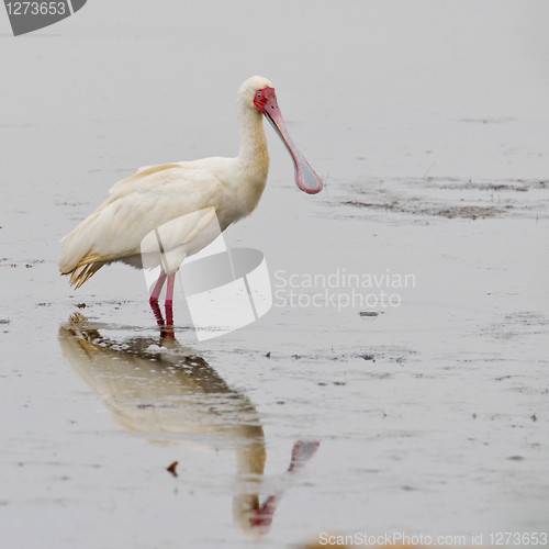 Image of African spoonbill (platalea alba) at Wilderness National Park