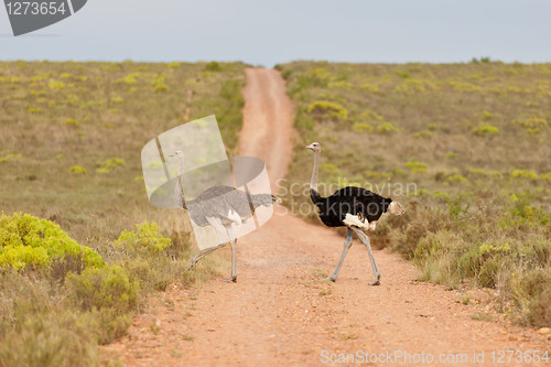 Image of Couple of ostriches (struthio camelus) at the Bontebok National 