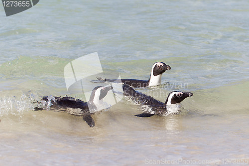 Image of African penguins (spheniscus demersus) at the Boulders colony