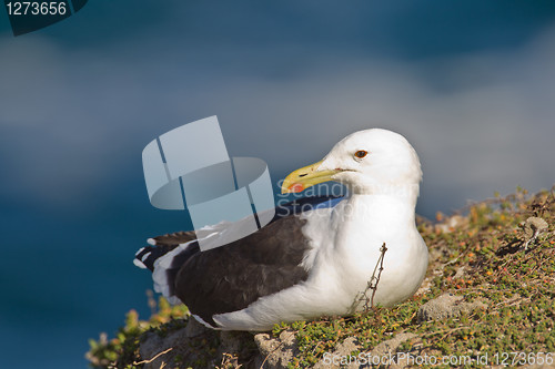 Image of Cape gull (larus vetula) at Robberg Nature Reserve