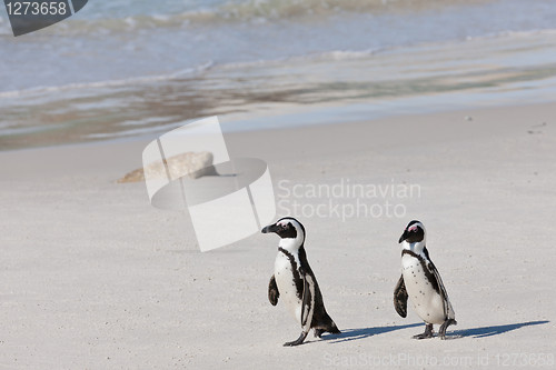 Image of African penguins (spheniscus demersus) at the Boulders colony