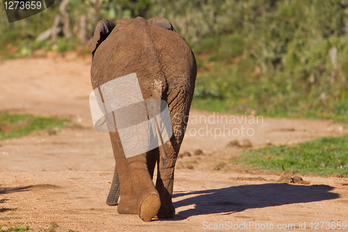 Image of African elephant (loxodonta africana) at the Addo Elephant Park.