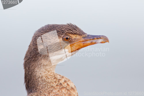 Image of Cape cormorant (phalacrocorax capensis) at Wilderness National P