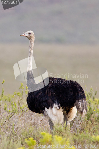 Image of Ostrich (struthio camelus) at the Bontebok National Park