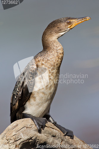 Image of Cape cormorant (phalacrocorax capensis) at Wilderness National P