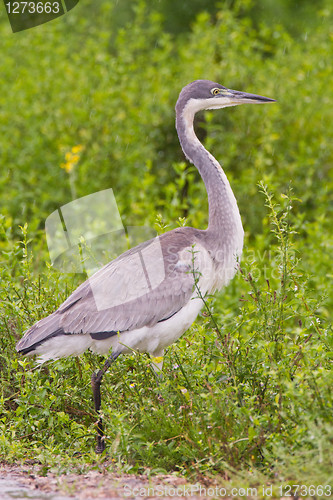 Image of Black-headed heron (ardea melanocephala) at Addo Elephant Park