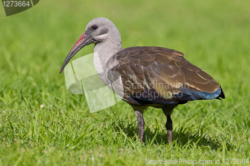 Image of Hadeda ibis (bostrychia hagedash) at Wilderness National Park