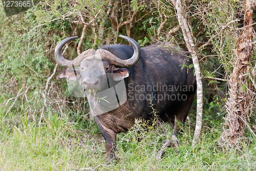 Image of African buffalo (syncerus caffer) at Addo Elephant Park