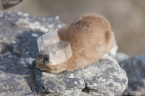 Image of Rock dassie (procavia capensis) at Table Mountain