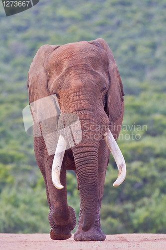 Image of African elephant (loxodonta africana) at the Addo Elephant Park.