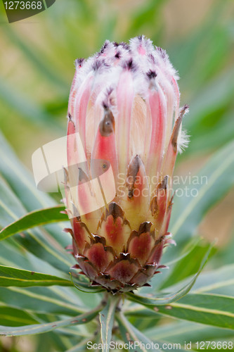 Image of Protea flower at Table Mountain National Park