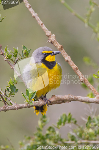 Image of Bokmakierie (telophorus zeylonus) at Addo Elephant Park