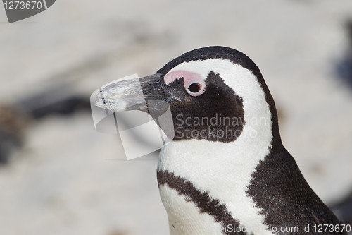 Image of African penguin (spheniscus demersus) at the Boulders colony