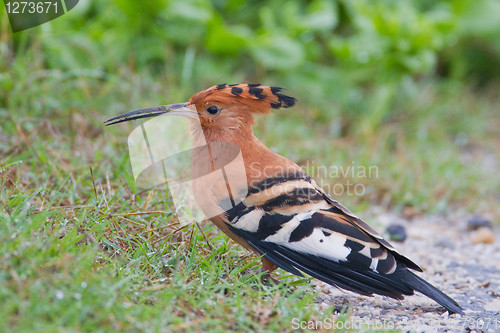 Image of African hoopoe (upupa africana) at Addo Elephant Park