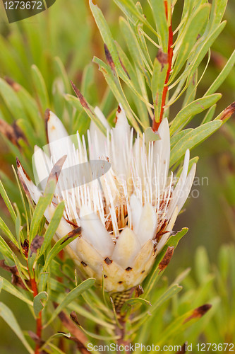 Image of Protea flower at Bontebok National Park