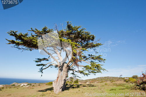 Image of Wild tree at the Cape of Good Hope peninsula