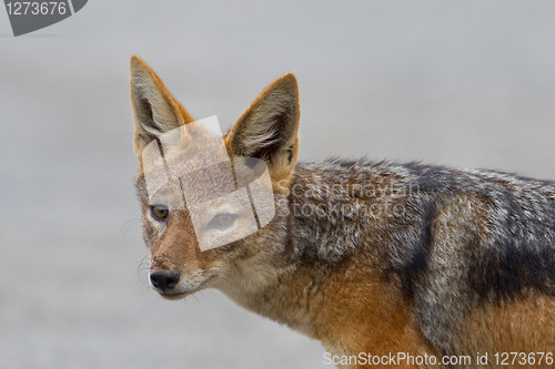 Image of Black-backed jackal (canis mesomelas) at Addo Elephant Park