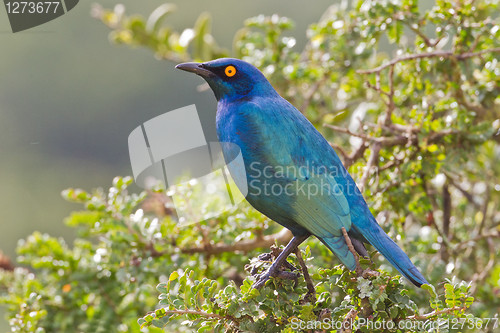 Image of Cape glossy starling (lamprotornis nitens) at Addo Elephant Park