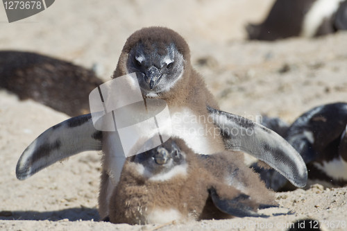 Image of African penguins (spheniscus demersus) at the Boulders colony