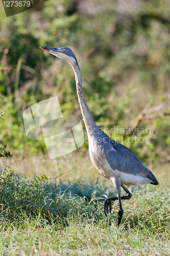 Image of Black-headed heron (ardea melanocephala) at Addo Elephant Park