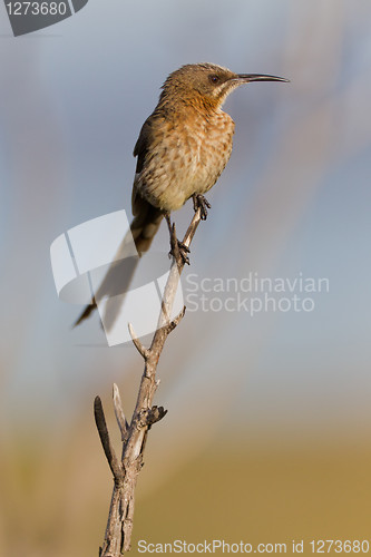 Image of Cape sugarbird (promerops cafer) at Table Mountain National Park