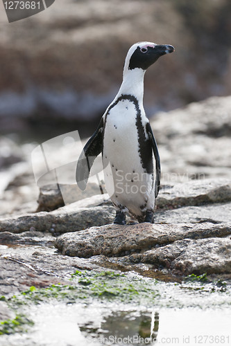 Image of African penguin (spheniscus demersus) at the Boulders colony