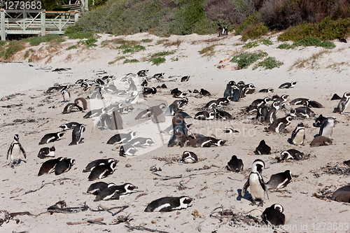 Image of African penguins (spheniscus demersus) at the Boulders colony