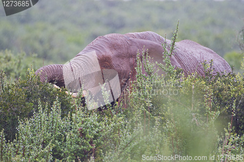 Image of African elephant (loxodonta africana) at the Addo Elephant Park.