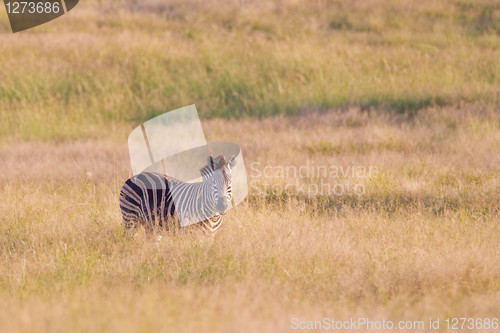 Image of Burchell's zebra (equus quagga) at Addo Elephant Park