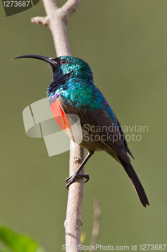 Image of Scarlet-chested sunbird (nectarinia senegalensis) at Wilderness 
