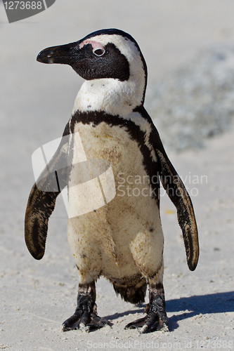 Image of African penguin (spheniscus demersus) at the Boulders colony