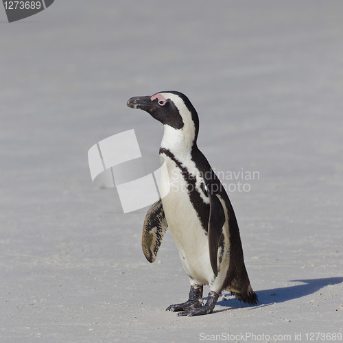 Image of African penguin (spheniscus demersus) at the Boulders colony