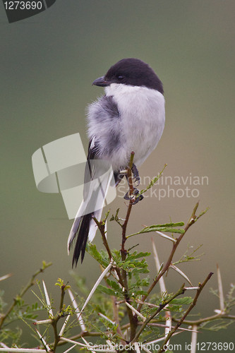 Image of Fiscal shrike (lanius collaris) at Addo Elephant Park