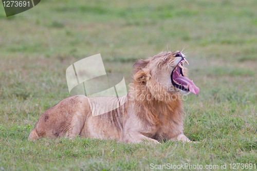 Image of Male lion (leo panthera) at the Addo Elephant Park