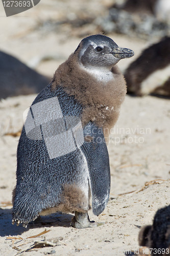 Image of African penguin (spheniscus demersus) at the Boulders colony