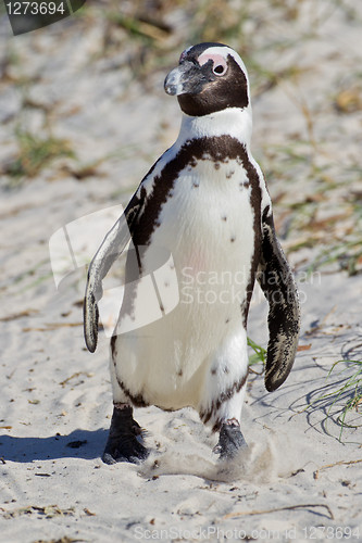Image of African penguin (spheniscus demersus) at the Boulders colony