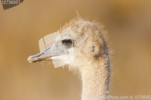 Image of Ostrich (struthio camelus) at the Table Mountain National Park