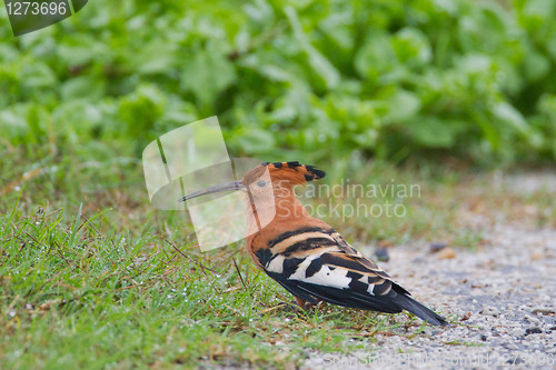 Image of African hoopoe (upupa africana) at Addo Elephant Park