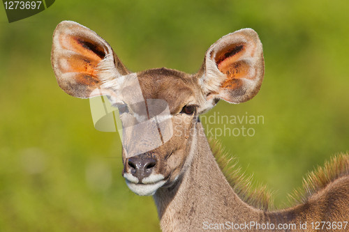 Image of Greater Kudu (tragelaphus strepsiceros) at Addo Elephant Park