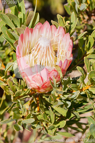 Image of Protea flower at Table Mountain National Park