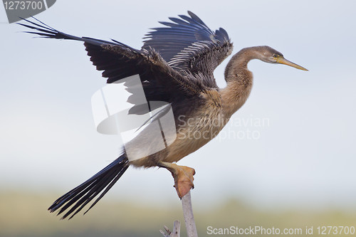 Image of African darter (anhinga rufa) at Wilderness National Park