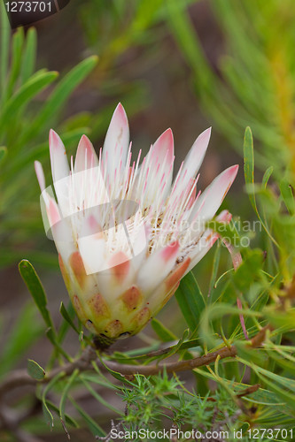 Image of Protea flower at Bontebok National Park