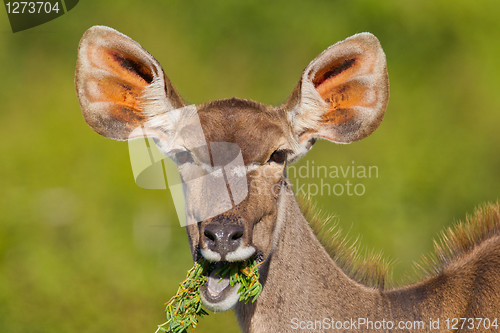 Image of Greater Kudu (tragelaphus strepsiceros) at Addo Elephant Park