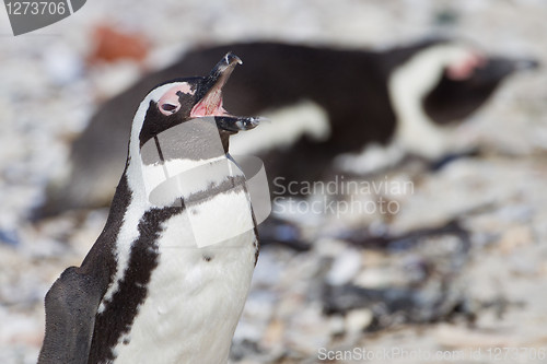 Image of African penguins (spheniscus demersus) at the Boulders colony