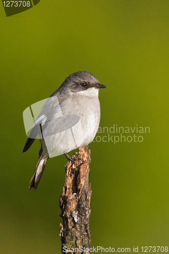 Image of Fiscal shrike (lanius collaris) at Addo Elephant Park