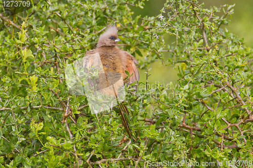 Image of Speckled mousebird (colius striatus) at Addo Elephant Park