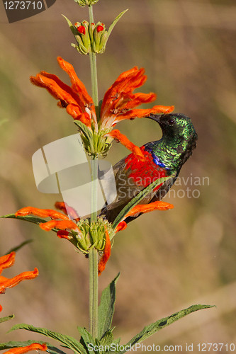 Image of Scarlet-chested sunbird (nectarinia senegalensis) at Wilderness 