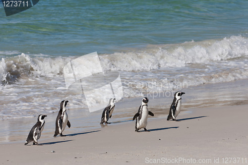 Image of African penguins (spheniscus demersus) at the Boulders colony