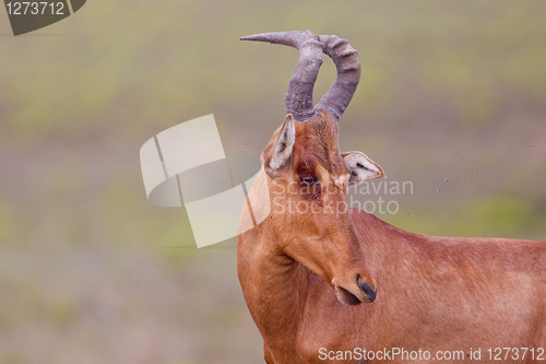 Image of Haartebeest (alcelaphus buselaphus) at Addo Elephant Park