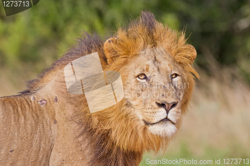 Image of Male lion (leo panthera) at the Addo Elephant Park